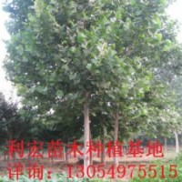 山东枣庄出售12公分速生法桐法桐价格详情
