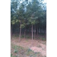 出售速生杨2-6公分，2-12公分垂柳。速生柳。4-8公分千头椿。，3-