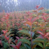 河南万汇实业出售 北美海棠 碧桃