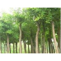 供应杜仲报价.杜仲价格15公分杜仲价格