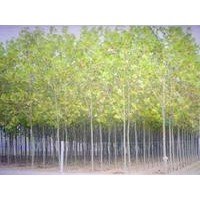 梧桐树青桐树价格梧桐树价格梧桐树报价