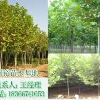 常年供应新式法桐16公分法桐小苗2公分国裕技术指导