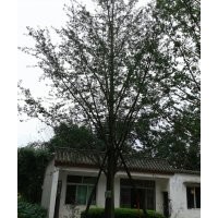 四川海林银杏树2--60公分
