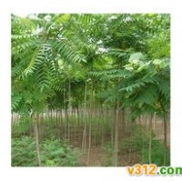 山西臭椿 千头椿