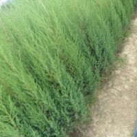 出售 西府海棠 北京桧 瓜子黄杨 红叶小檗