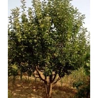 13-15公分京红海棠树