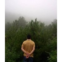 油松2.5—3米油松云杉2--3.5米 及各种桥灌木绿化苗木