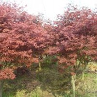 美国5公分10公分精品红枫价格浙江红枫产地