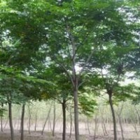 栾树价格精品栾树价格精品栾树销售