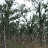 紫薇价格，石楠价格，红叶石楠价格