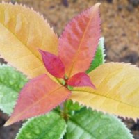 供应中华锦桂|彩叶桂花|新品种|彩色桂花