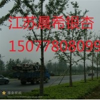 15公分银杏树价格，15公分银杏苗价格