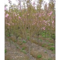 供应单樱（早樱）；1~5公分