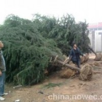 精品雪松报价雪松小苗出售精品雪松