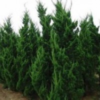 龙柏产地供应1米精品龙柏报价