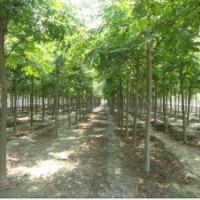 供应栾树 属落叶乔木 杆直