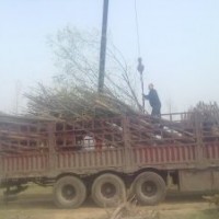 柳树供应，柳树苗，直柳，旱柳，黄金柳，馒头柳，垂柳