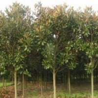 广玉兰价格南京广玉兰销售优质广玉兰供应