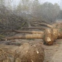 朴树出售南京朴树价格