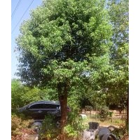 23-25公分移植大骨架香樟低价销售