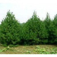 大量白皮松出售、1米以上白皮松大量低价优惠供应