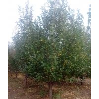 15公分京红海棠