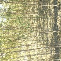 长期供应国槐小苗 香花槐小苗