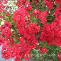 红火箭紫薇低价供应