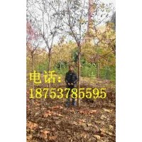6公分北京栾树