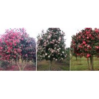 低价供应2万多株精品茶花