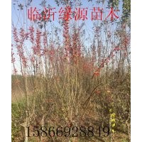 冬红海棠，红丽海棠，垂丝海棠，亚当海棠