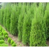 河南桧价格_河南桧小苗批发