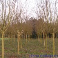 精品紫薇【百日红】基地，2公分紫薇价格