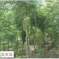 万汇实业有限公司供应法桐 栾树