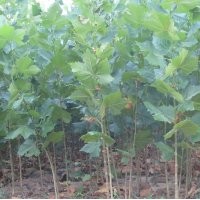 山东济宁哪里法桐最便宜，首选济宁曙光苗木种植基地