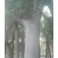 垂柳国槐白蜡合欢皂角等绿化苗木