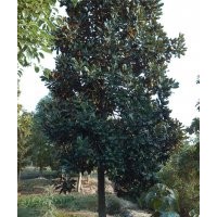 贵州贵阳15公分广玉兰