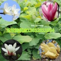 1米高玉兰苗最早开花白紫黄玉兰花苗玉兰苗价格