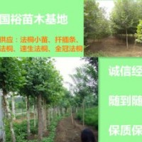 大量供应行道专用带球法桐1公分|2公分法桐小苗