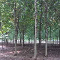 特供10公分济宁速生法桐 10公分法国梧桐价格 临沂法桐价格