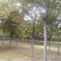 出售 红举 举树