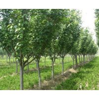 销售绿化苗木樱花,海棠,小龙柏