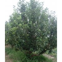 13-15公分京红海棠树