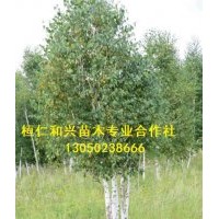 大量出售白桦树、丛生白桦树（3、4、5、6、7、8、10条丛生白桦）