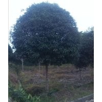 重庆桂花树、6-12公分桂花树、四川高干桂花树、重庆金桂