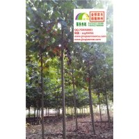 6、7、8公分速生法桐低价出售