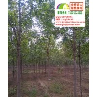 6、7、8公分速生白蜡低价出售