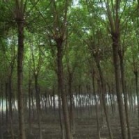 15公分重阳木精品重阳木，重阳木精品 主要销售