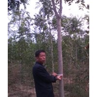 供应椿树 千头椿7到10公分