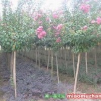 低价供应百日红1~5公分